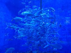 -成都浩海立方海洋公园