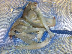 -南蚝小贝海鲜特色餐厅(南澳岛店)