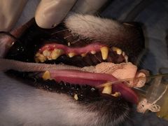 -严国平动物医院(德政总院)