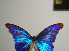 -上海昆虫博物馆