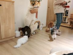 -猫腻·猫咖·撸猫馆(星光大道店)
