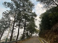 -风云岭森林公园