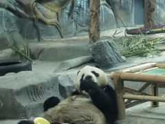 -武汉动物园