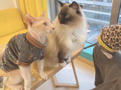 -猫在这儿猫咪咖啡馆·撸猫馆