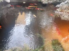 -鲤院·新中式美学·庭院餐厅(夫子庙店)