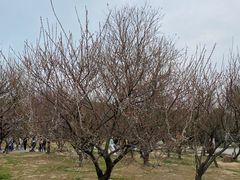 -香雪海