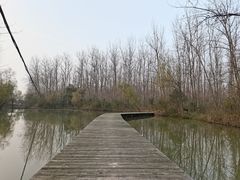 -合肥滨湖国家森林公园