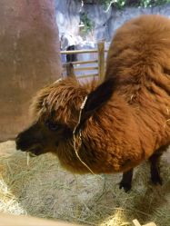 -Zoolung Zoolung动物主题公园(海信广场店)