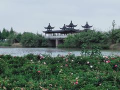 -泗洪洪泽湖湿地景区