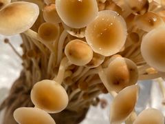 -ONE FULL 古董港式海鲜火锅