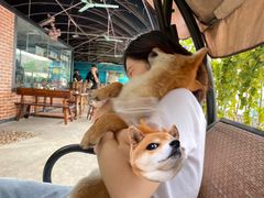 -柴犬高等学院·狗咖·柴犬售卖·宠物训练