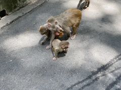 -黔灵山公园