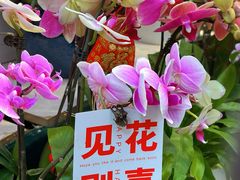 -龙大花卉苗木市场