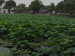 -鲁镇