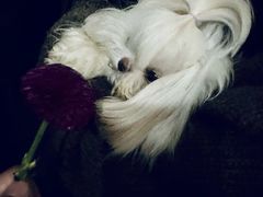 -东田之村自助餐厅(金水路店)