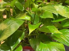 -东湖印象汉寿特色甲鱼钵子菜(渔人码头店)