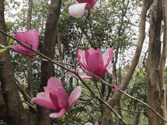 -深圳国际园林花卉博览园