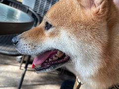 -柴犬高等学院·狗咖·柴犬售卖·宠物训练