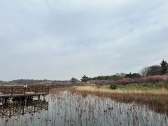 -上海海湾国家森林公园