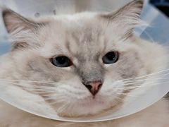 -滚猫咖啡·猫咖·猫友好撸猫(未来城店)