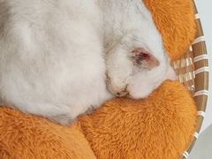 -共舞时光猫咖·狗咖(新街口店)