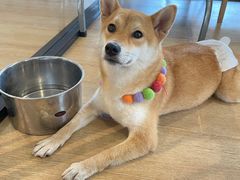 -南京Hallo宠物乐园·哈罗犬舍·柴犬繁育基地