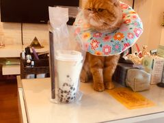 -爱侣宠医·鹦鹉专科·小型哺乳类·异宠专科(灵石路店)