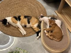 -瑞派康怡24h宠物医院·犬猫医疗中心·微创绝育(瑞景分院)