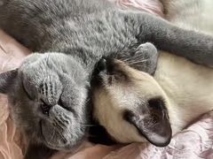 -宠颐生宠物医院·犬猫全科·皮肤科(商业街店)