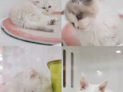-青奢宠物·青奢猫舍