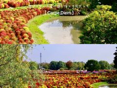 -花开海上生态园