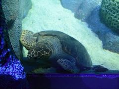 -悉尼海洋生物水族馆