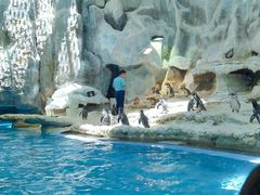 -帝企鹅自助餐厅•儿童岛•真企鹅(长隆企鹅酒店)