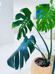 -安那般那皮肤年轻化ANAPANA
