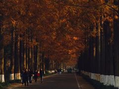 -黄海国家森林公园