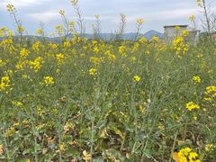 -桑洲油菜花景区