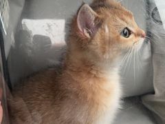 -伟伟宠物医院·CT影像中心·瑞派犬猫综合性门诊(汉口总院)