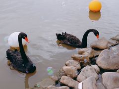 -上海野生动物园