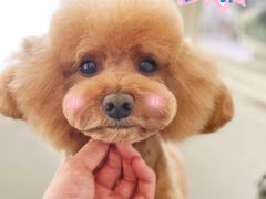 -BABYDOG宝贝狗宠物乐园(欧洲城店)