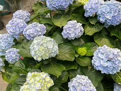 -溪岸路花鸟市场