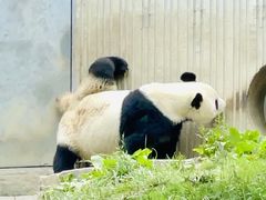 -卧龙中华大熊猫苑神树坪基地