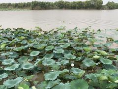 -焦岗湖旅游度假区