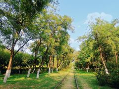 -永定河休闲森林公园