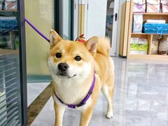 -瑞派雷欧宠物医院·24h夜诊·心脏骨科牙科·全科重症转诊中心(无影山店)