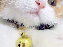 -纳吉亚猫专科动物医院博雅分院