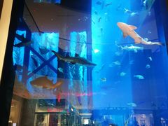-迪拜水族馆及水下动物园