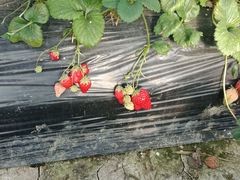 -胜丰草莓采摘园