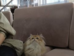 -喵百万·布偶·蓝金金渐层英短·猫舍(百子湾店)