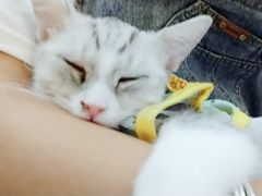 -万小咖.猫咖(中山路天虹店)