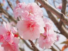 -天适樱花悠乐园